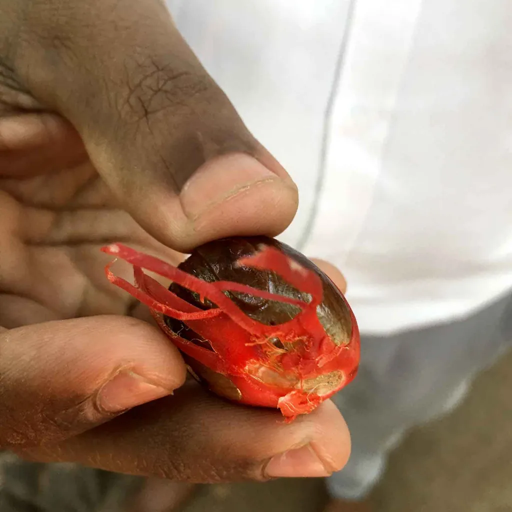 Macis Muskatblüte Gemahlen, BIO, 100g 4 Macis Muskatblüte Gemahlen, BIO, 100g – Bild 4