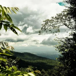 THAILAND Kaffee Ganze Bohne | Mittelkräftig, Blumige Säure, Leichte Beere | 500 G | Specialty Coffee Aus Direkthandel -Ausgewählte Coffeeshops 55feae11ce5b347b58a31e3b973e08a1