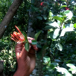 Macis Muskatblüte Gemahlen, BIO, 100g 8 Macis Muskatblüte Gemahlen, BIO, 100g -Ausgewählte Coffeeshops e023e425dfcb2984e375ba4526a2b6f7